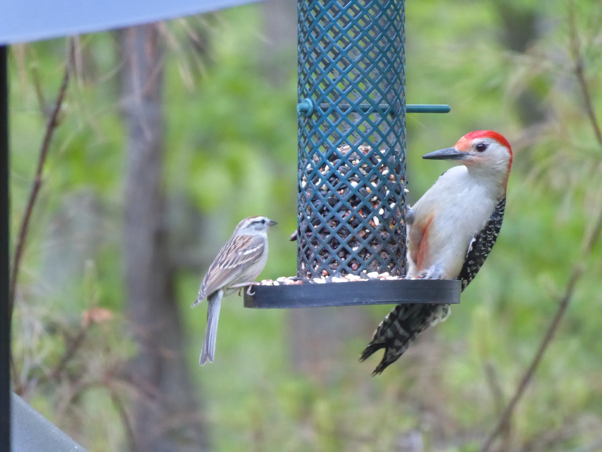 Red-bellied Woodpecker - ML617458308