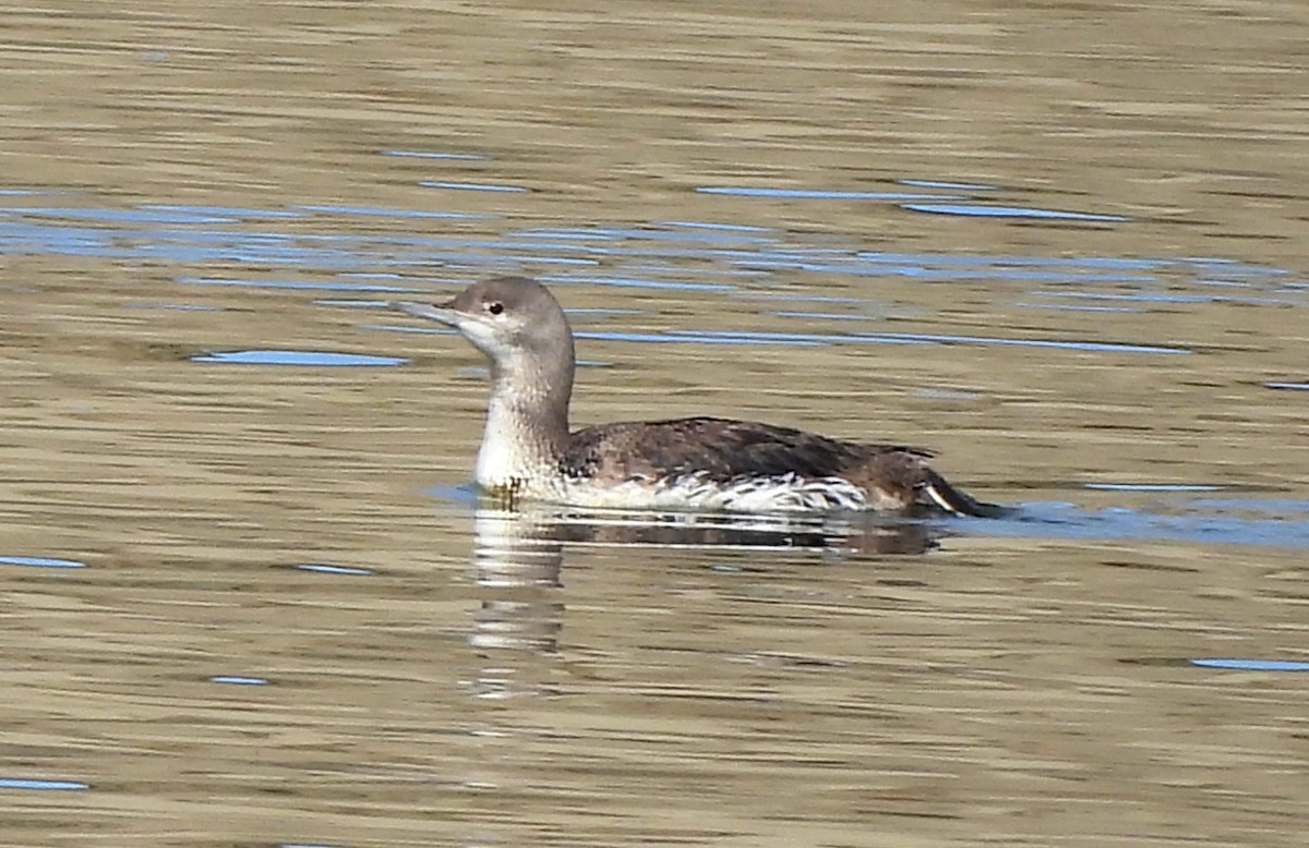 Red-throated Loon - ML617458362