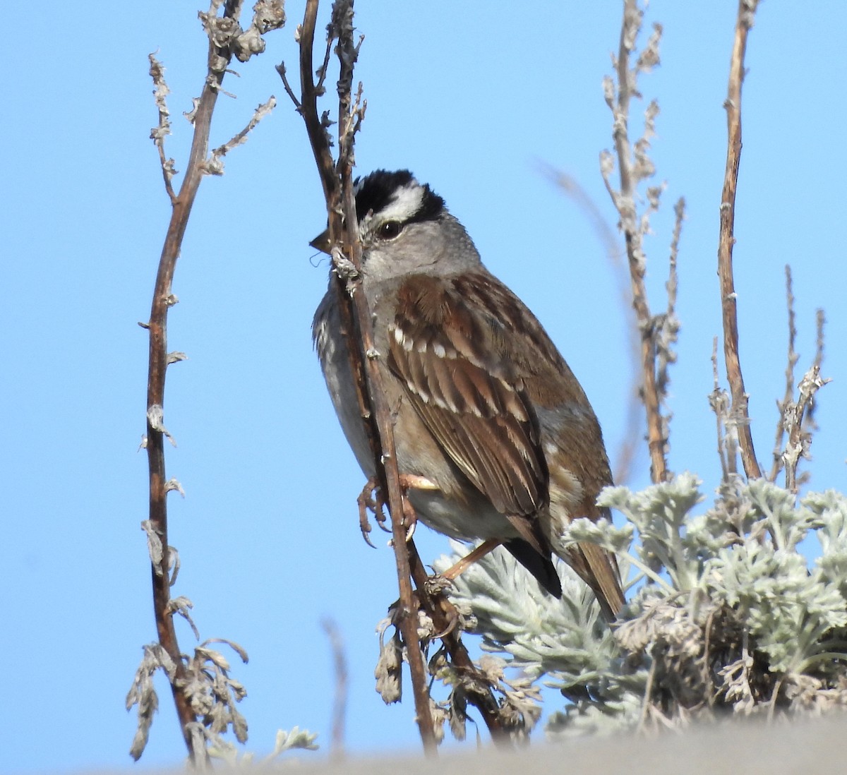 White-crowned Sparrow - ML617458388