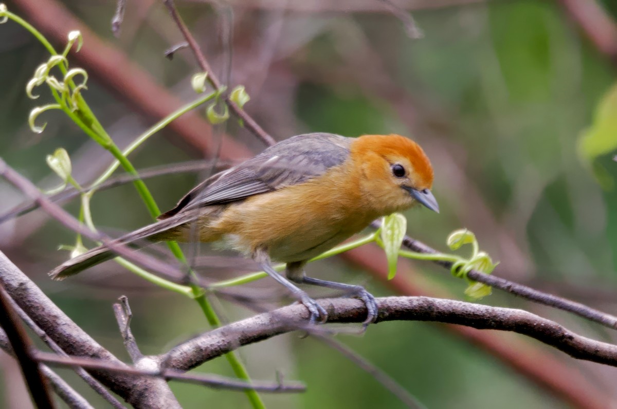 Buff-bellied Tanager - ML617458408