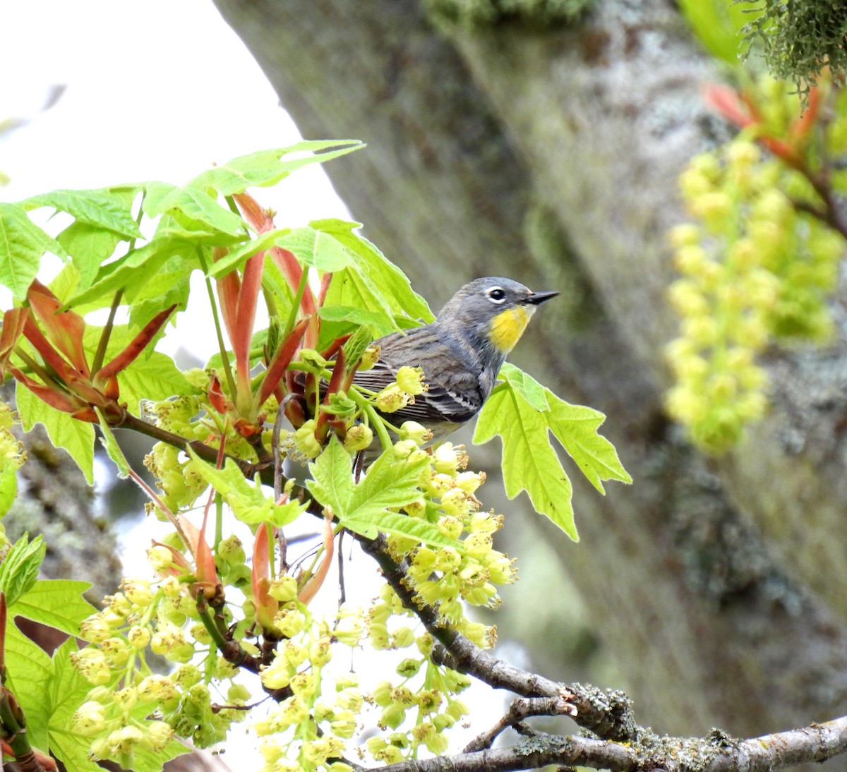 Yellow-rumped Warbler (Audubon's) - ML617458422