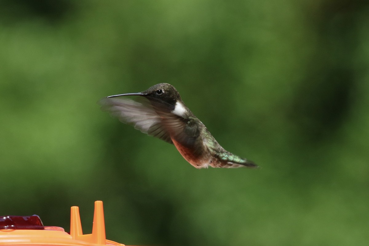Black-chinned Hummingbird - Kathy Degner