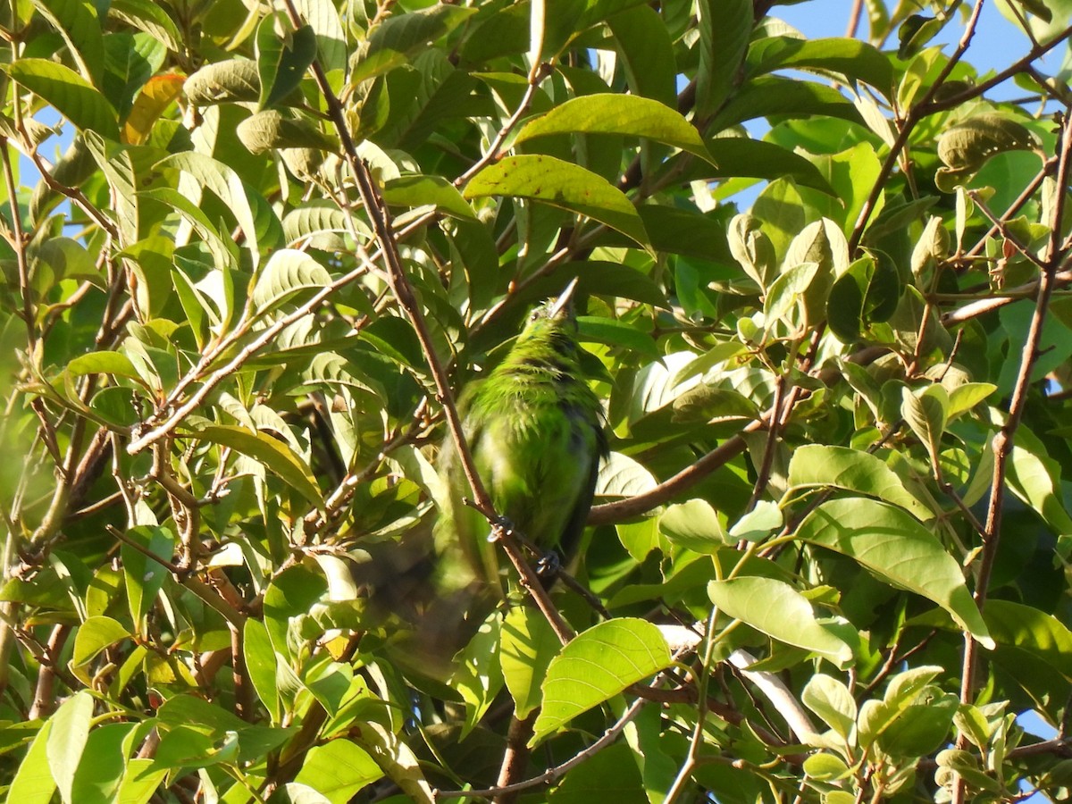 Lesser Green Leafbird - ML617458486