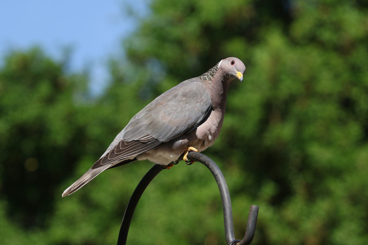 Band-tailed Pigeon - ML617458506