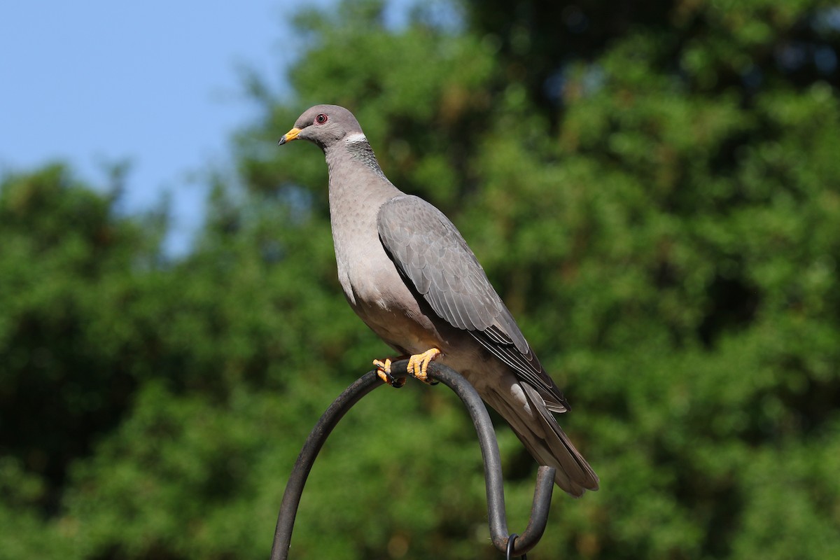 Band-tailed Pigeon - ML617458507