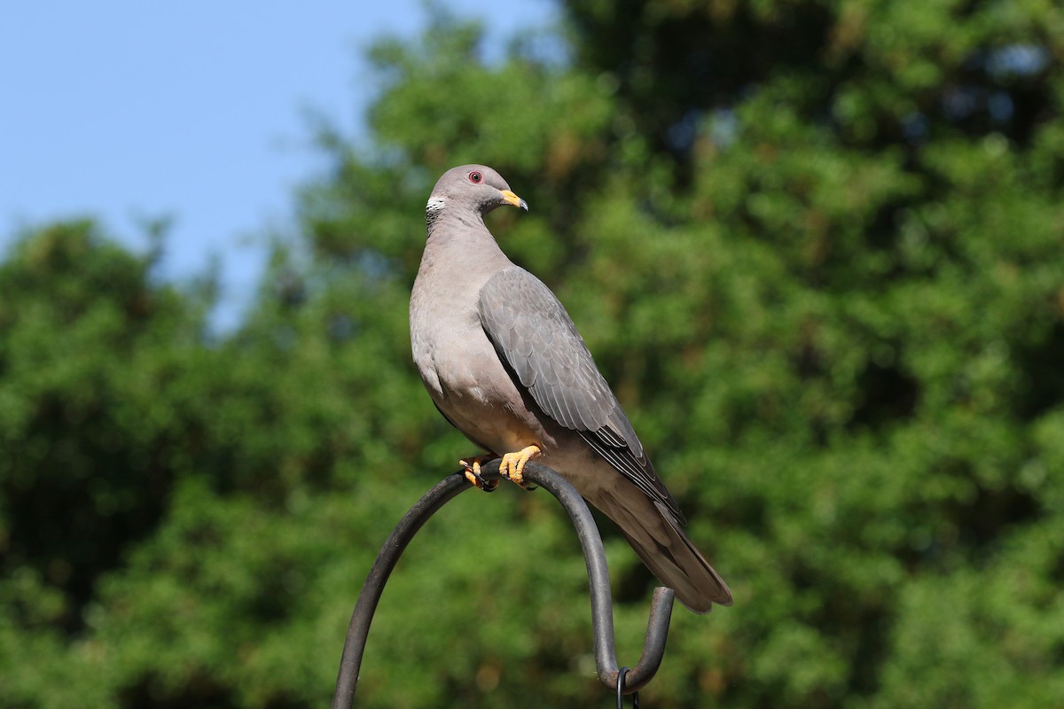 Band-tailed Pigeon - ML617458508