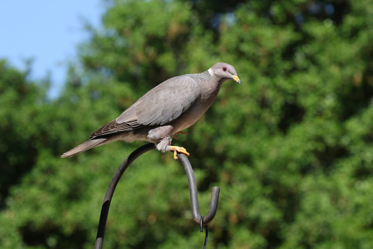 Band-tailed Pigeon - ML617458509