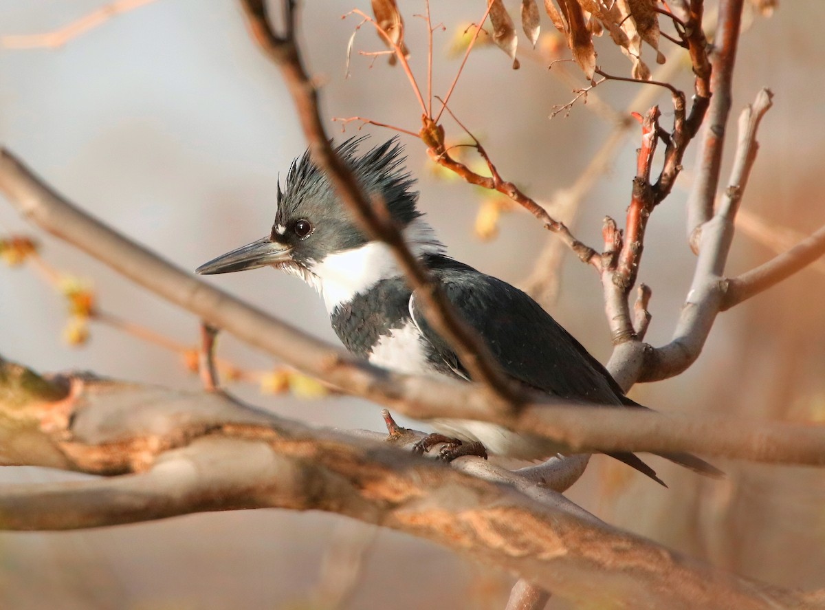 Belted Kingfisher - ML617458589