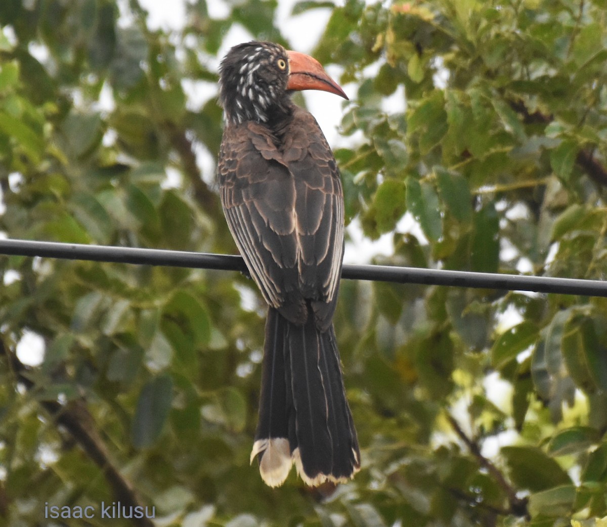 Crowned Hornbill - isaac kilusu