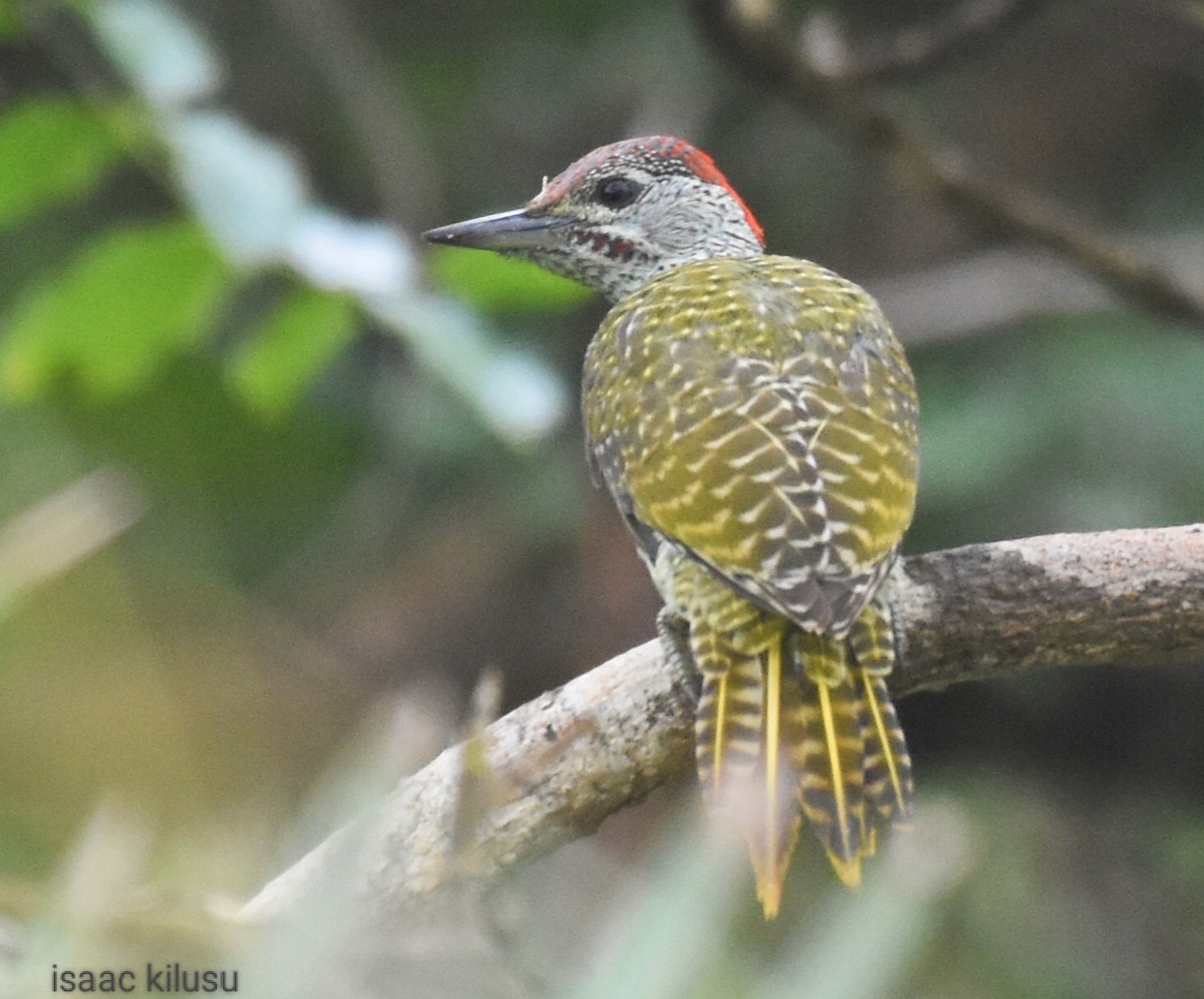 Golden-tailed Woodpecker - ML617458632