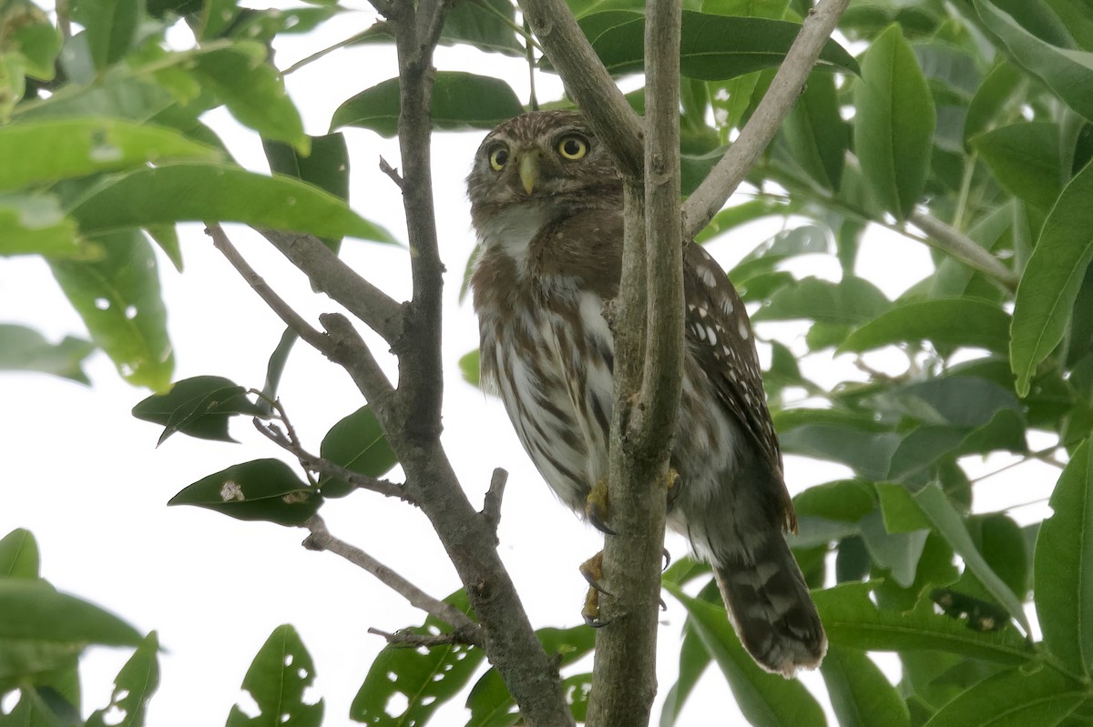 Peruvian Pygmy-Owl - ML617458668