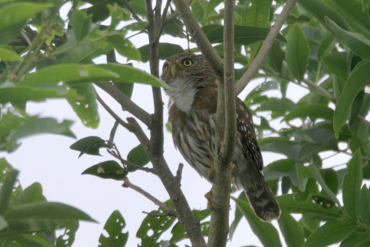 Peruvian Pygmy-Owl - ML617458669