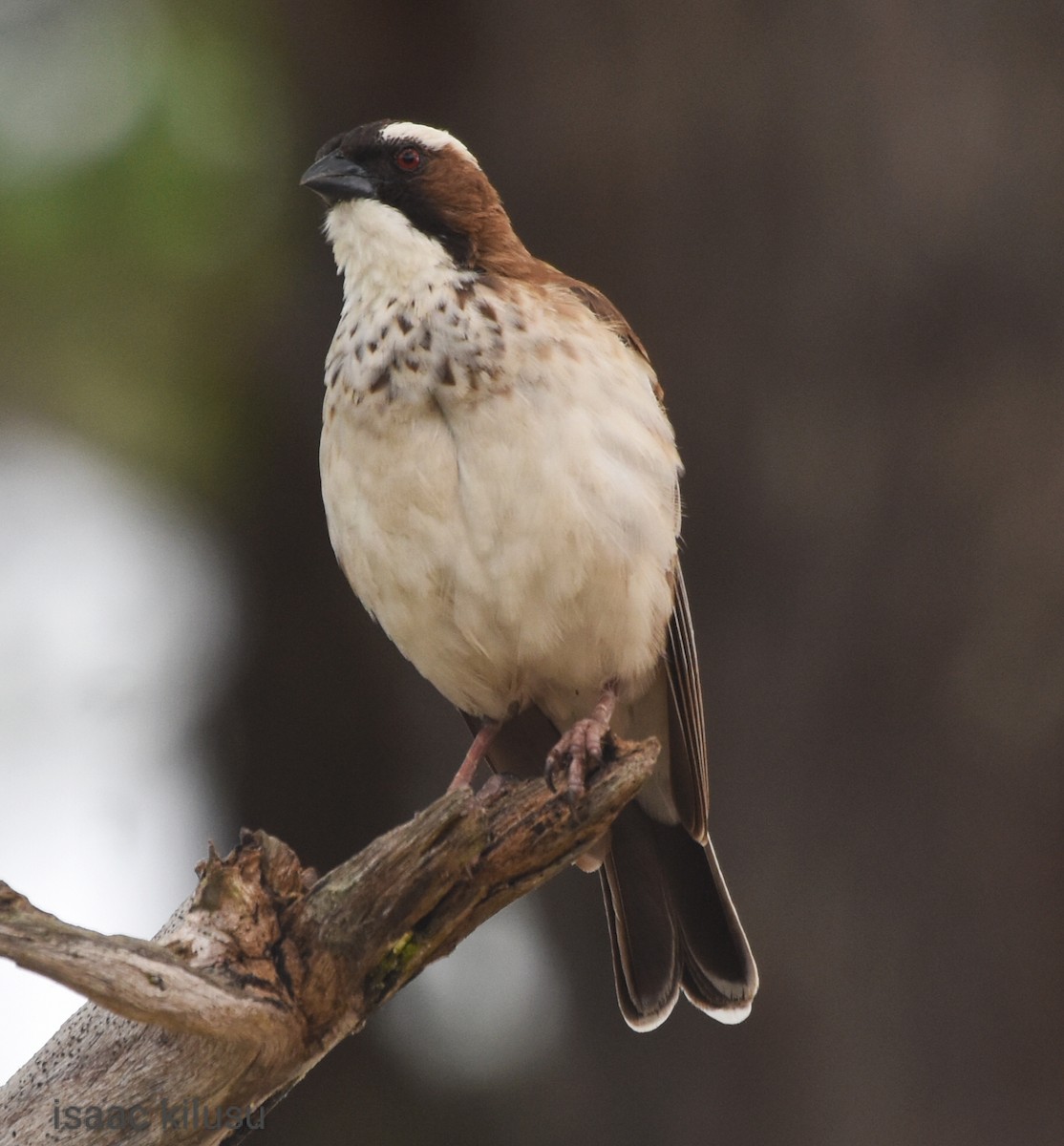 White-browed Sparrow-Weaver - ML617458689
