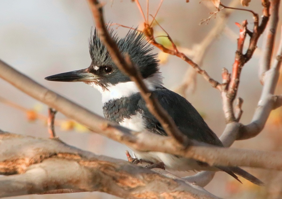 Belted Kingfisher - ML617458705
