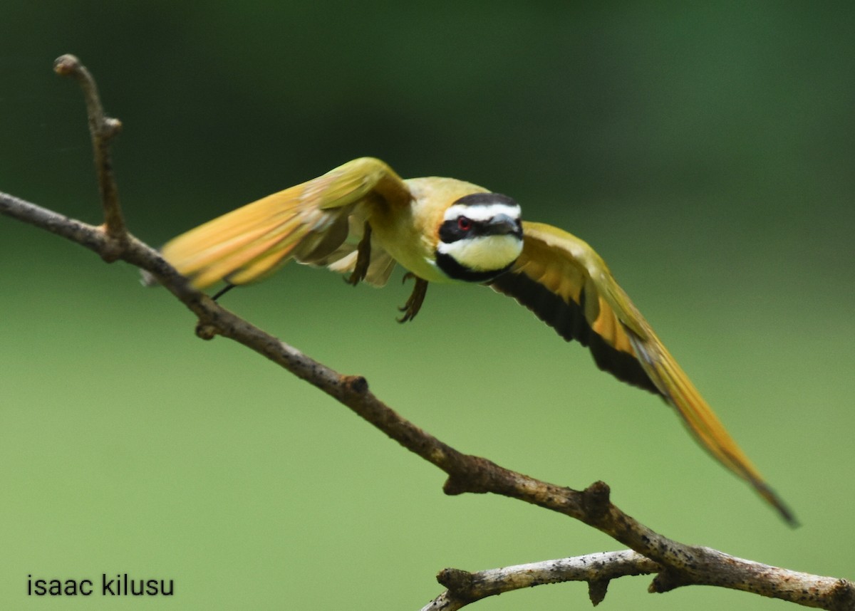 White-throated Bee-eater - isaac kilusu