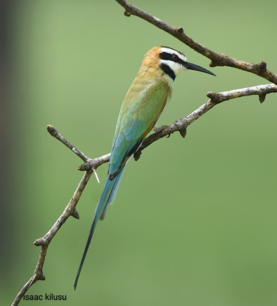 White-throated Bee-eater - ML617458760