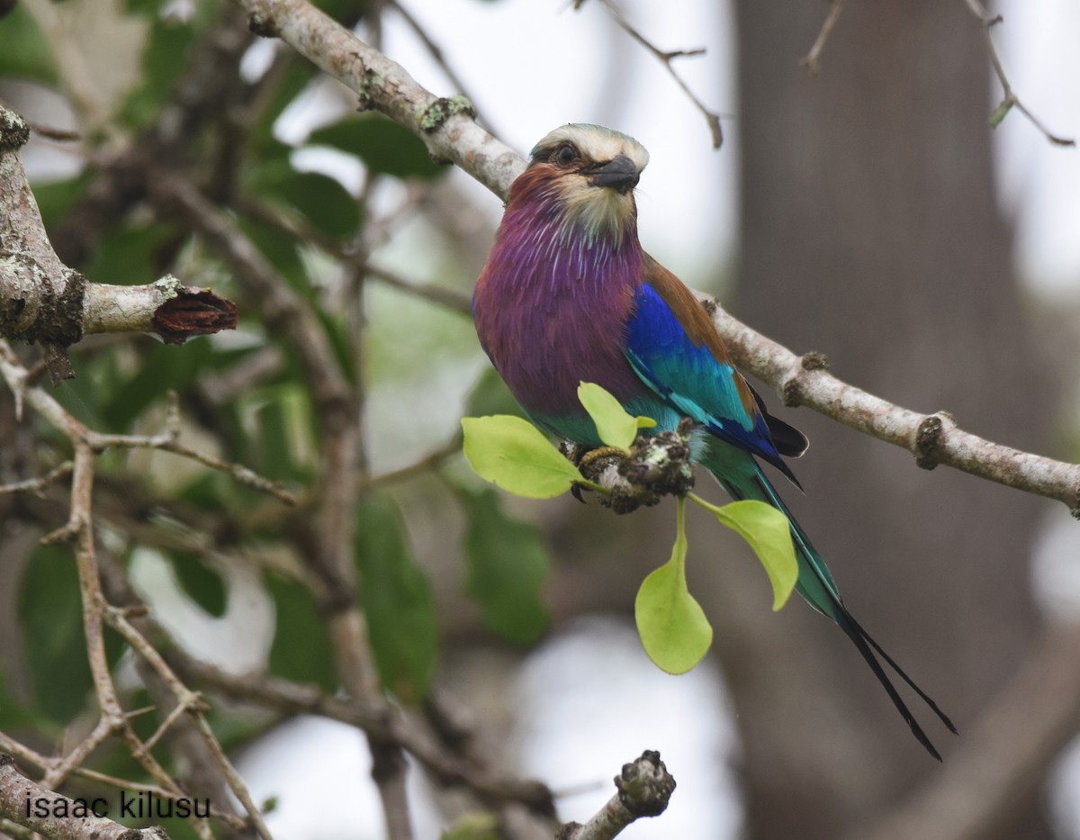 Lilac-breasted Roller - ML617458772