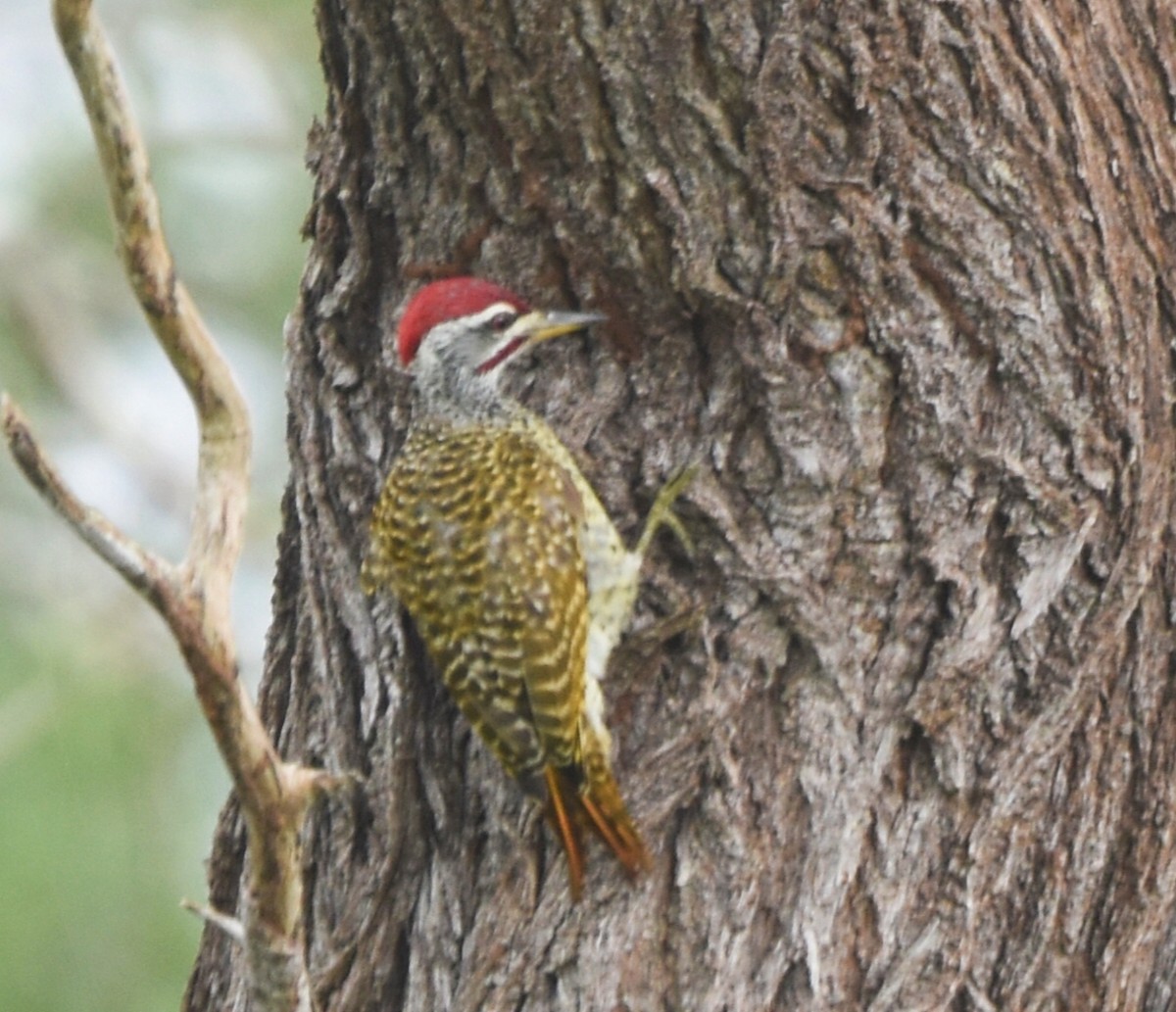 Reichenow's Woodpecker - isaac kilusu