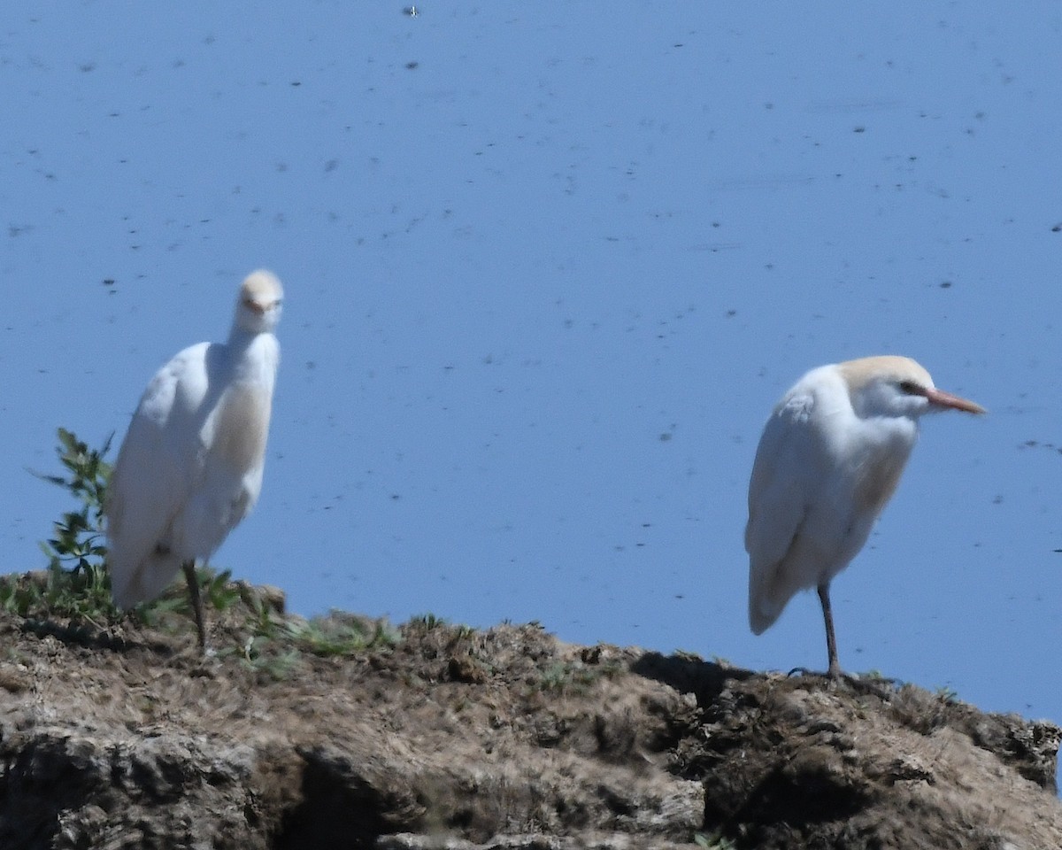 Western Cattle Egret - Ted Wolff