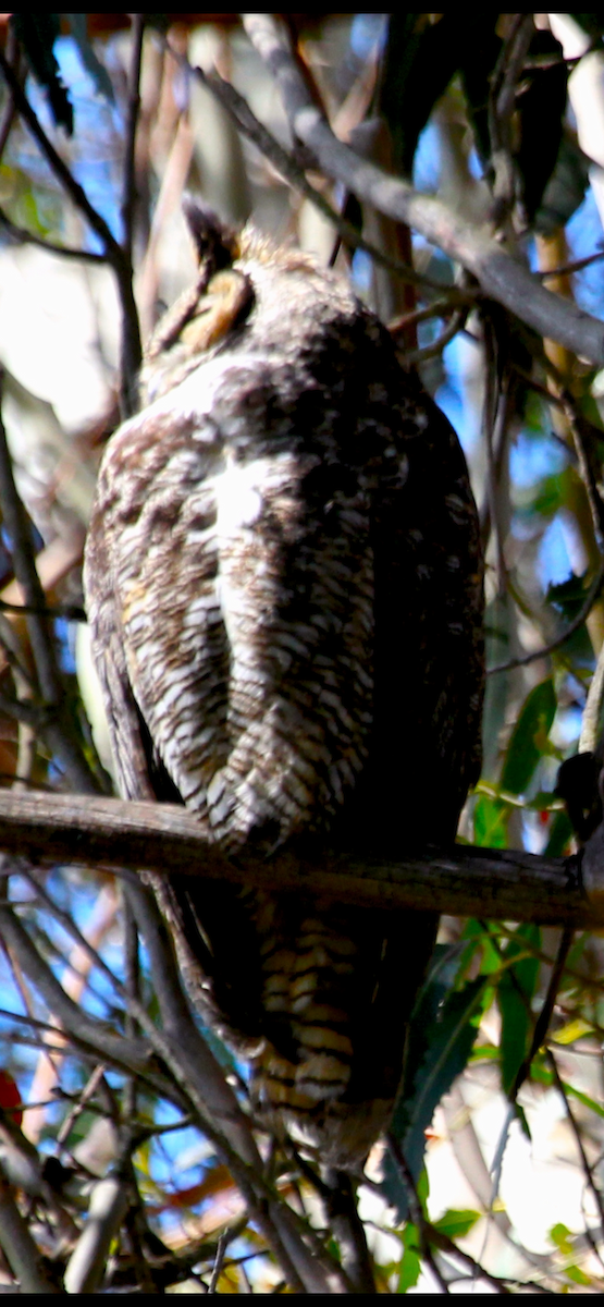 Great Horned Owl - ML617458819