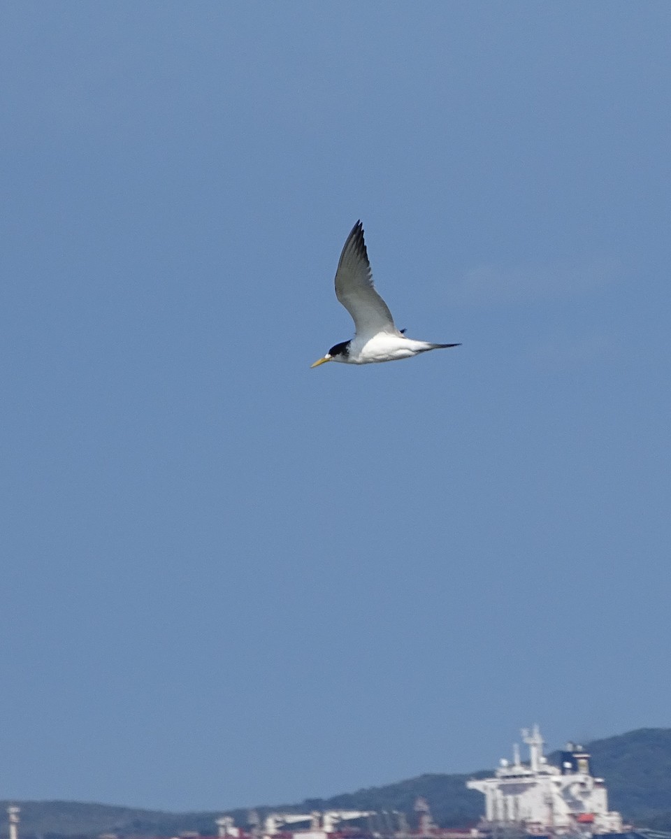 Great Crested Tern - ML617458851