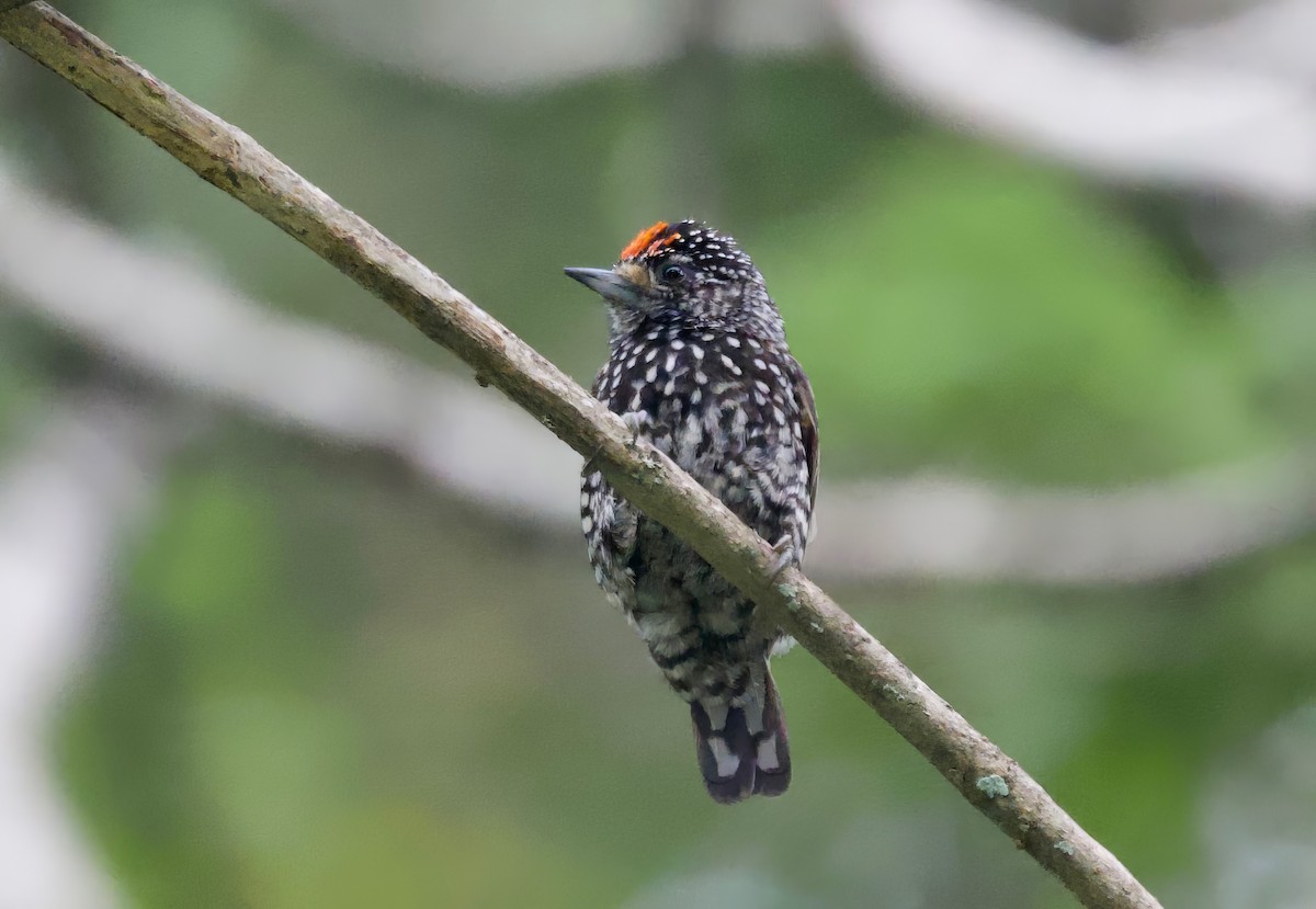 Speckle-chested Piculet - ML617458875