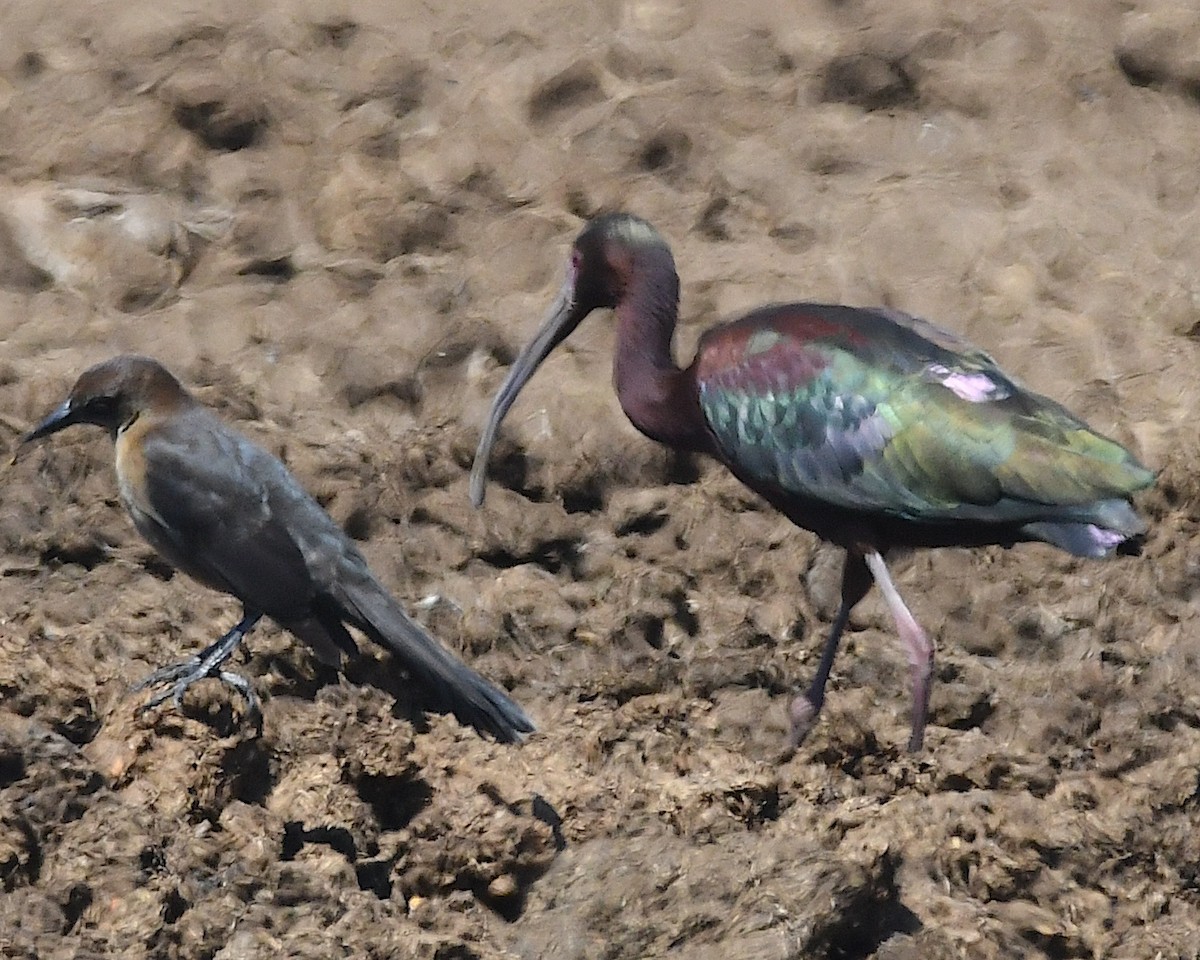 White-faced Ibis - Ted Wolff
