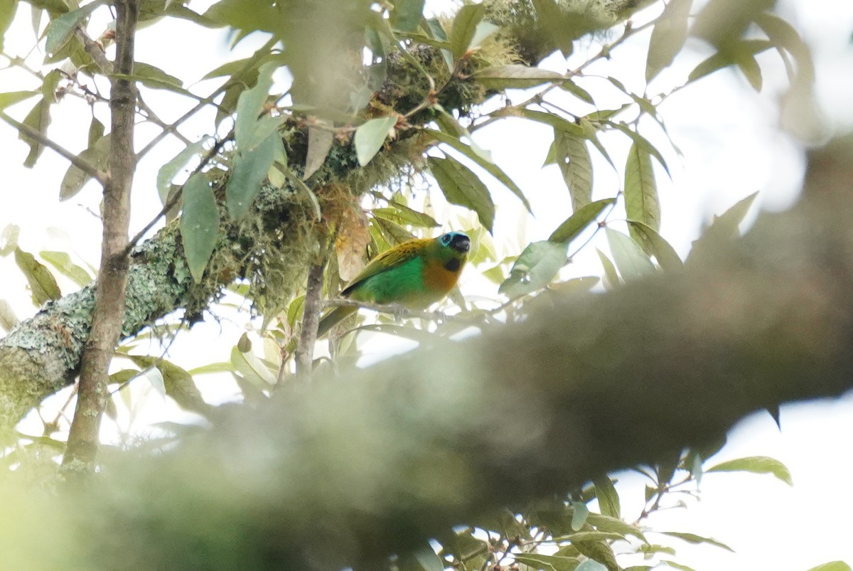 Brassy-breasted Tanager - ML617458919