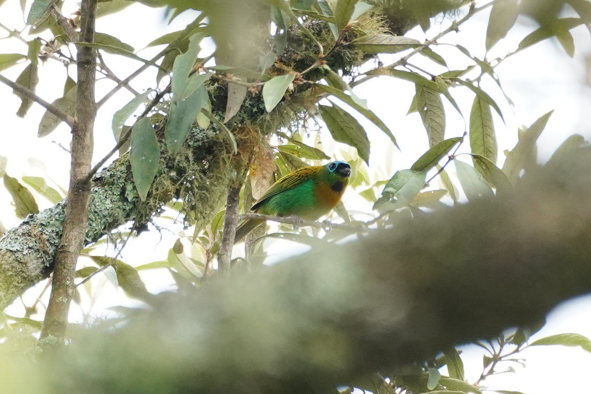 Brassy-breasted Tanager - ML617458920