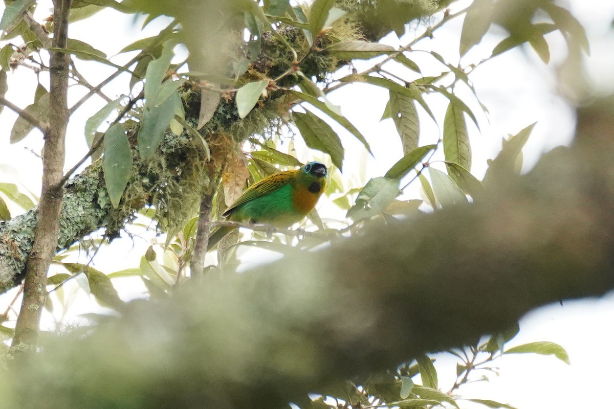 Brassy-breasted Tanager - ML617458921