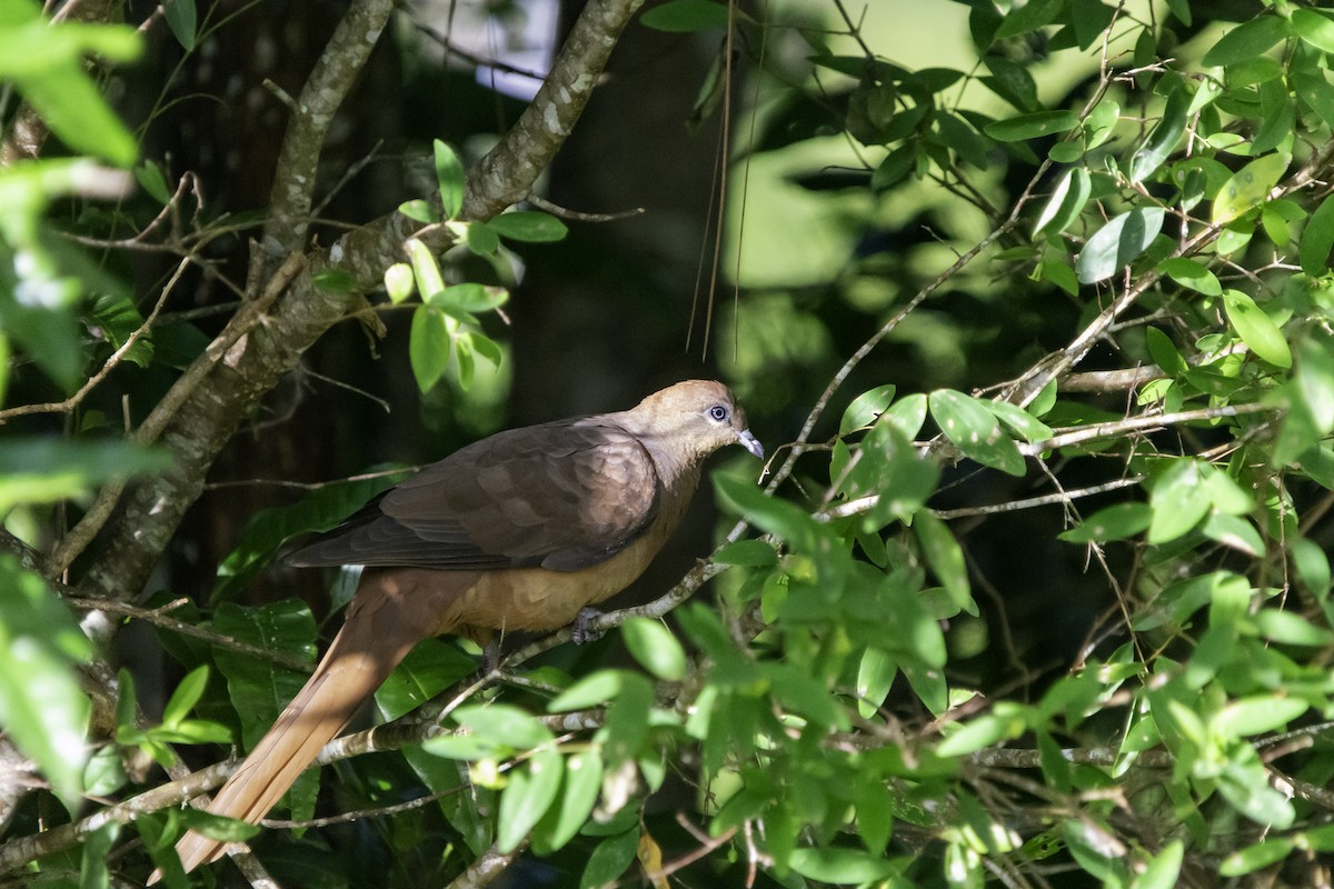 Brown Cuckoo-Dove - ML617458931