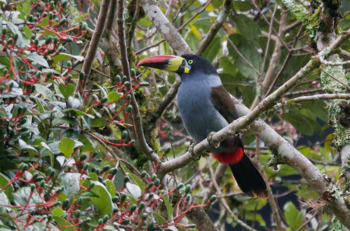 Gray-breasted Mountain-Toucan - ML617458967