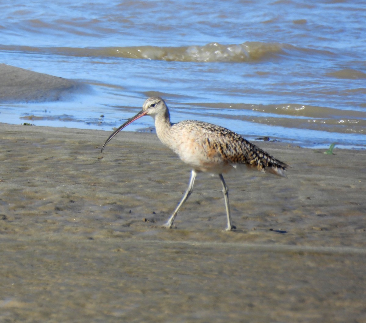 Long-billed Curlew - ML617458988