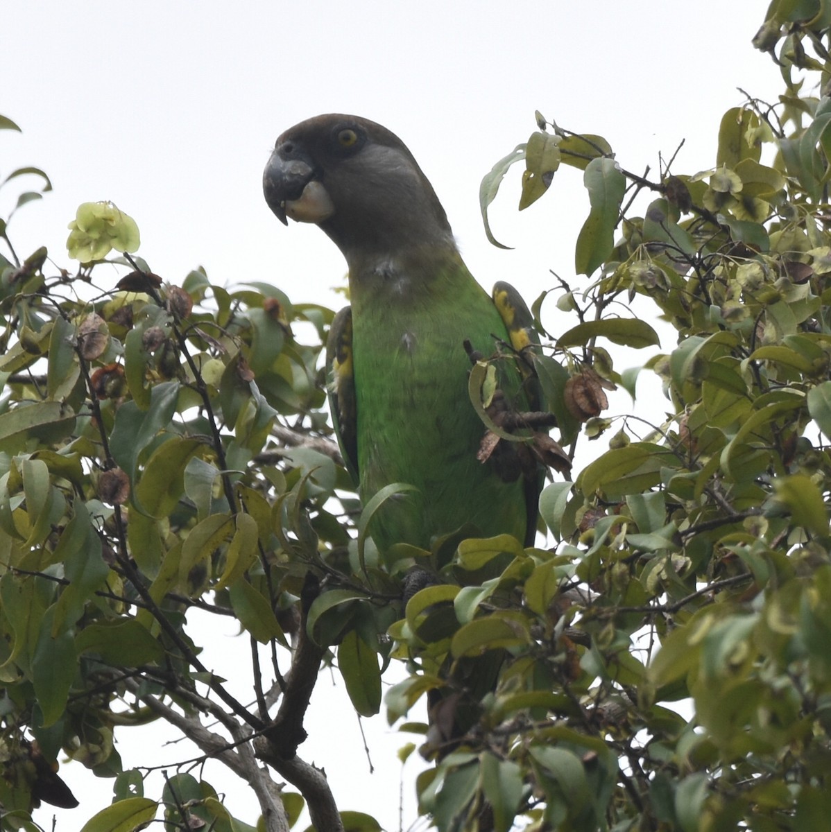 Brown-headed Parrot - isaac kilusu