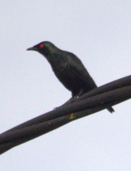 Short-tailed Starling - ML617459049