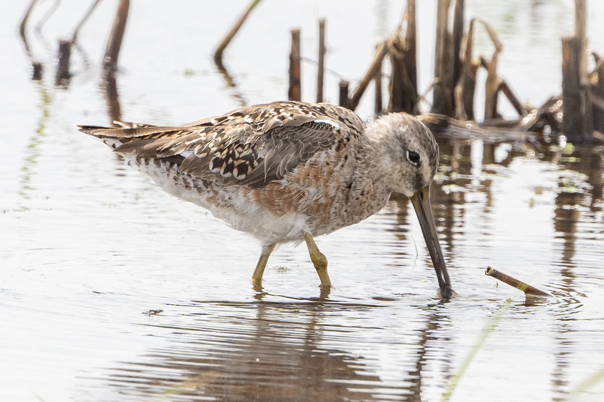 Long-billed Dowitcher - ML617459122