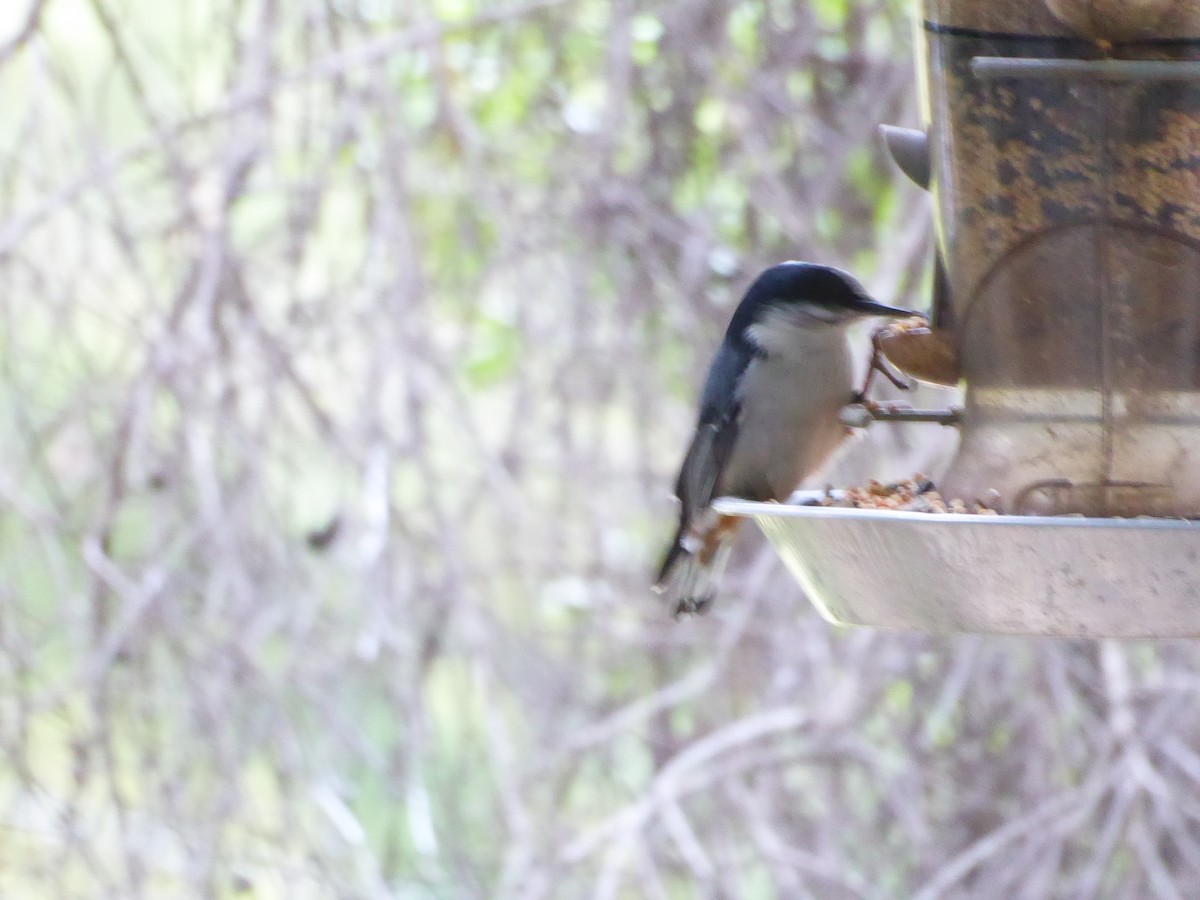 White-breasted Nuthatch - ML617459142