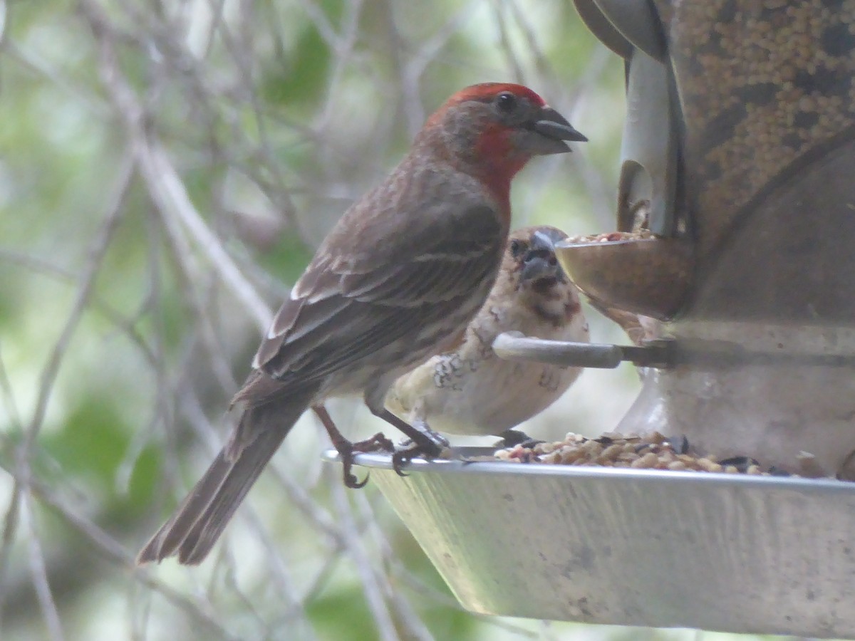 House Finch - Lindsay Fitch
