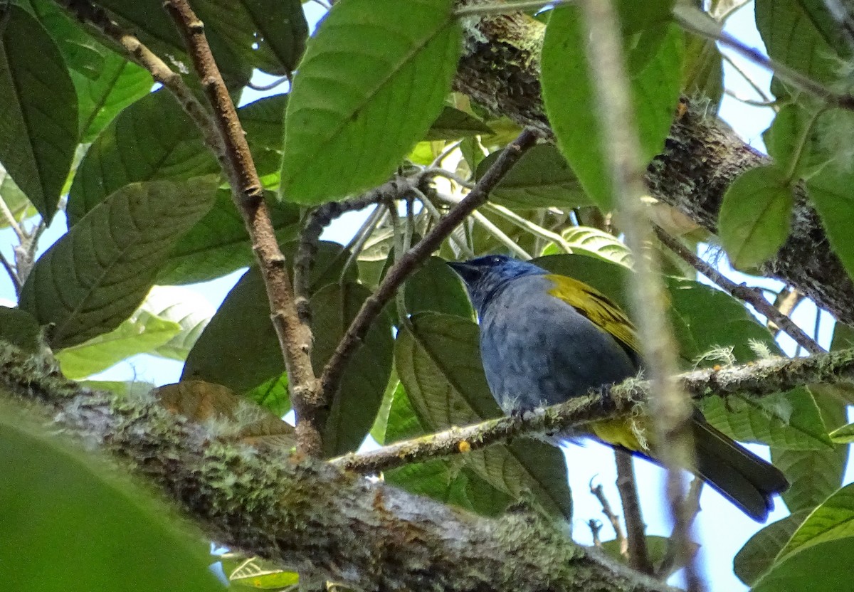 Blue-capped Tanager - ML617459194
