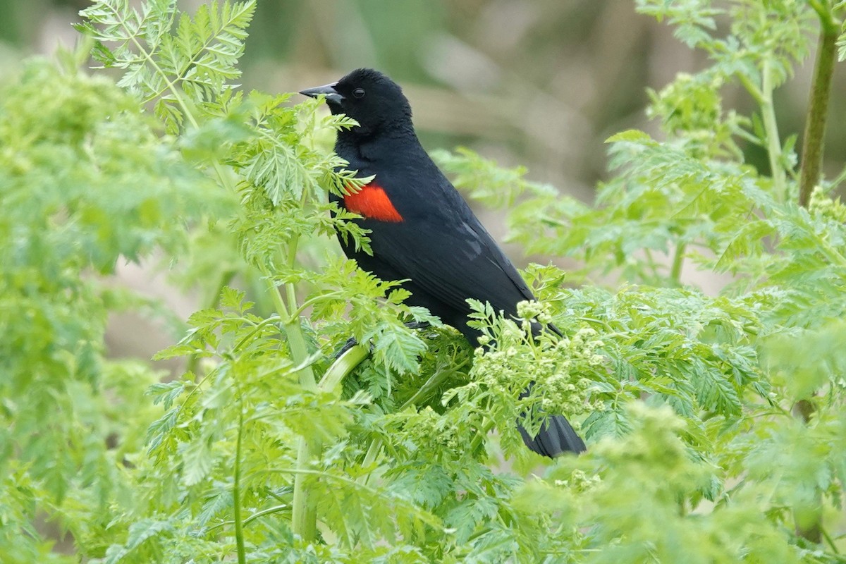 Red-winged Blackbird - Neepa s