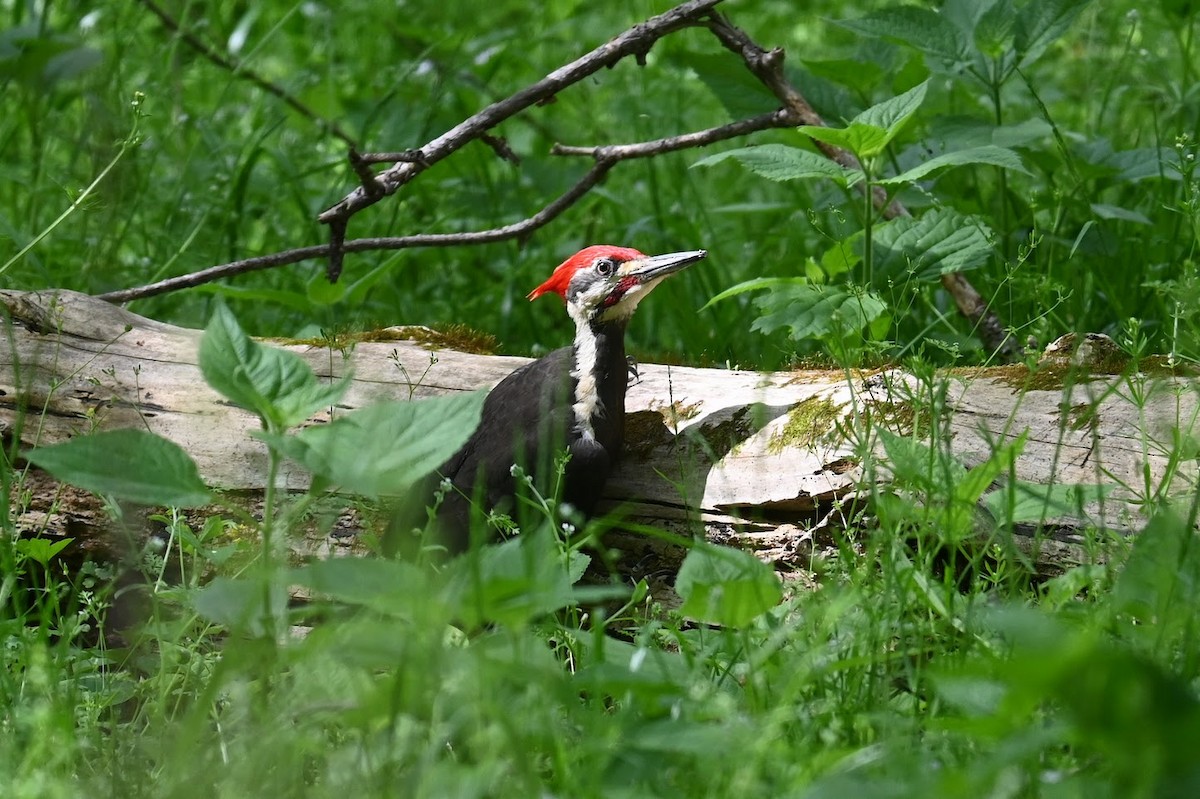 Pileated Woodpecker - ML617459234
