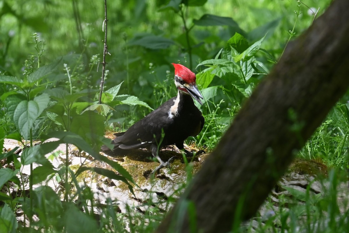 Pileated Woodpecker - ML617459235