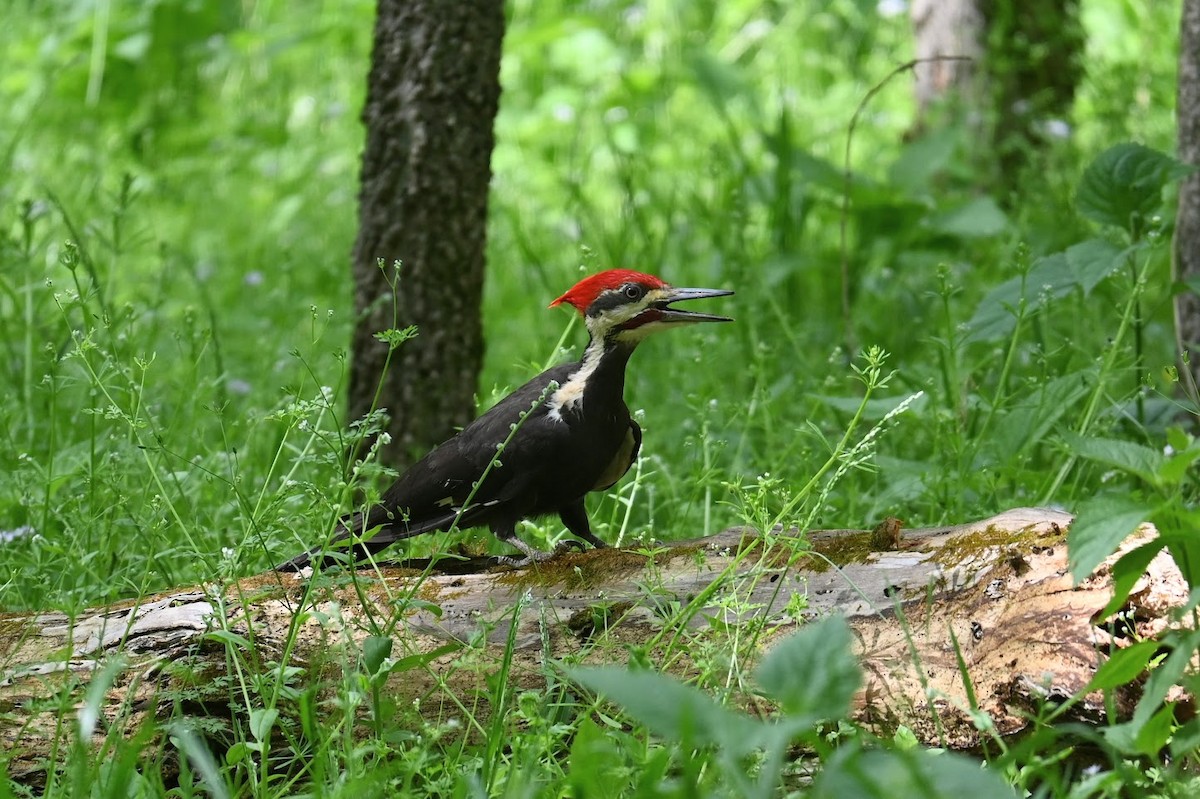 Pileated Woodpecker - ML617459236