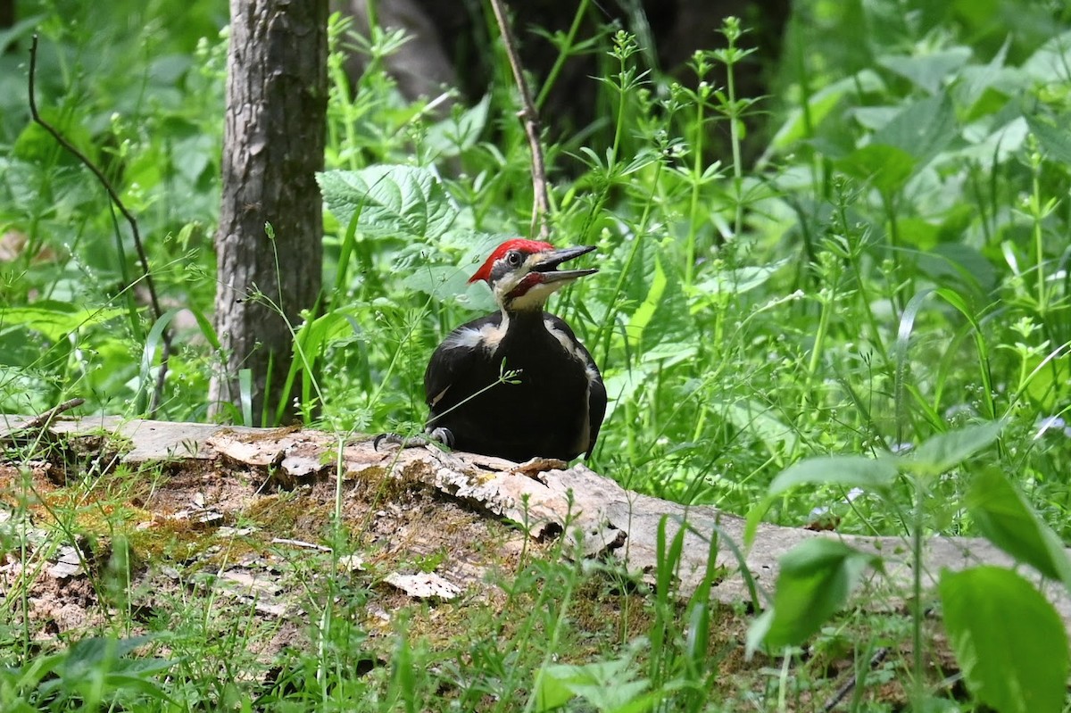 Pileated Woodpecker - ML617459241