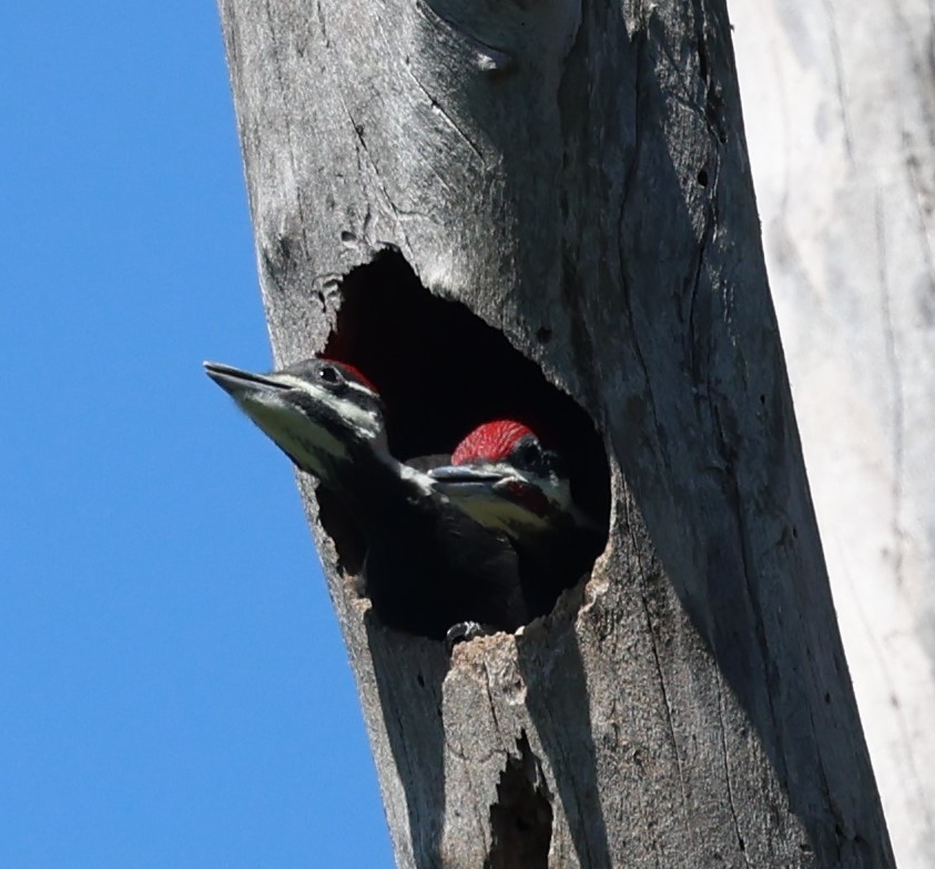 Pileated Woodpecker - ML617459344