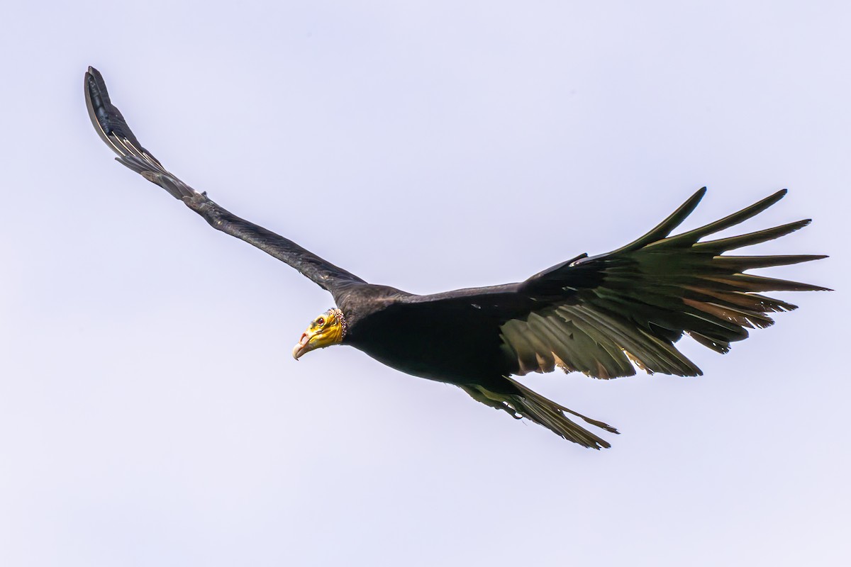 Greater Yellow-headed Vulture - ML617459345