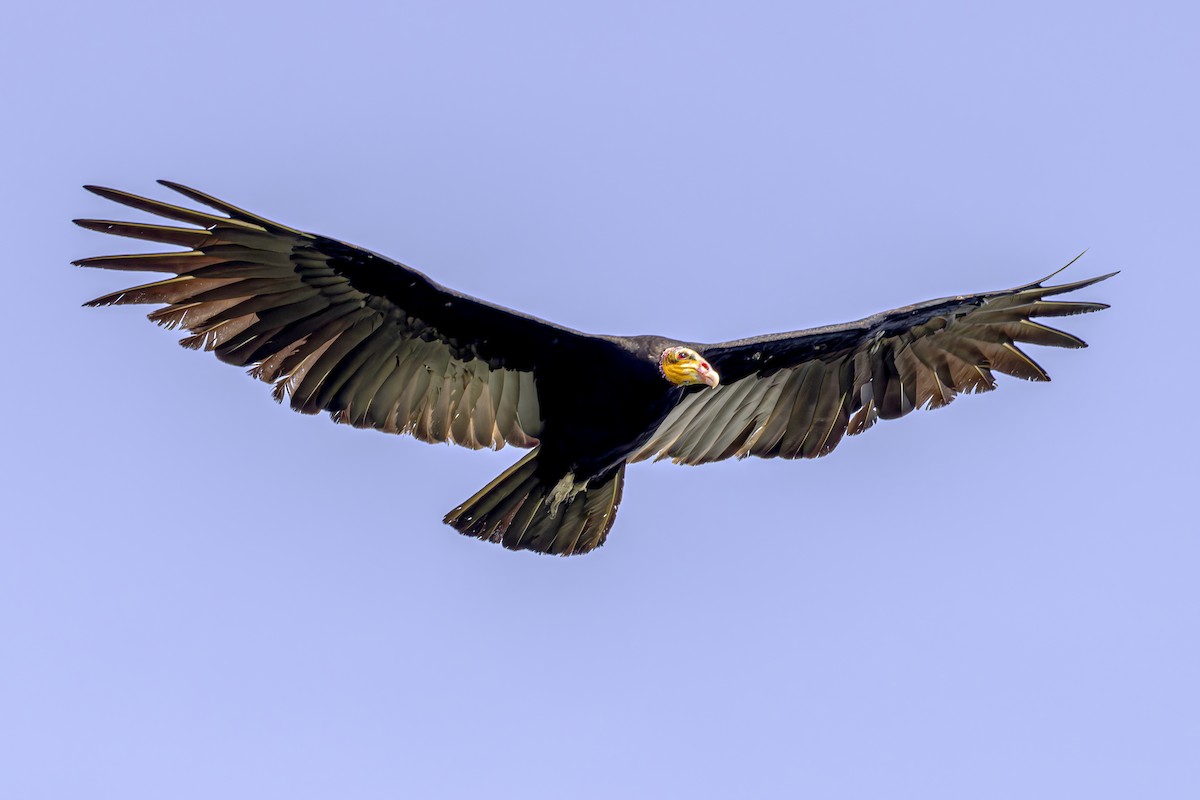 Greater Yellow-headed Vulture - ML617459346