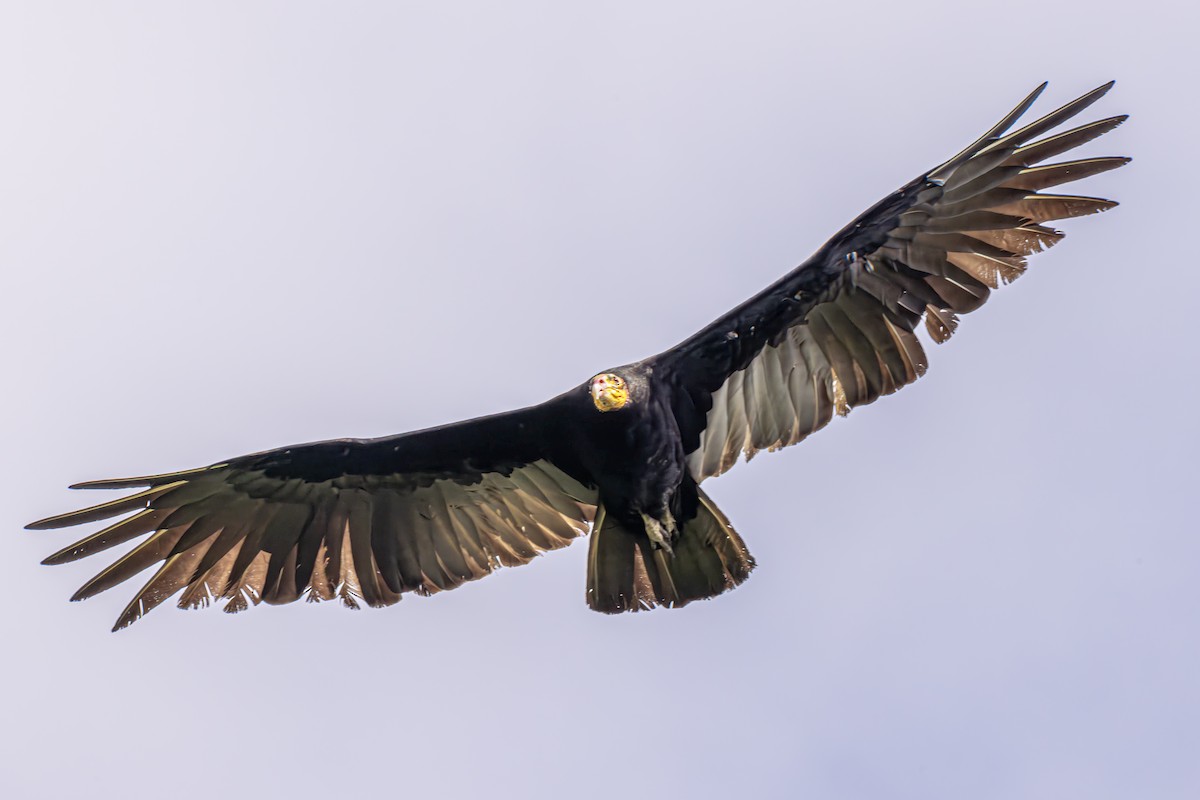 Greater Yellow-headed Vulture - ML617459347