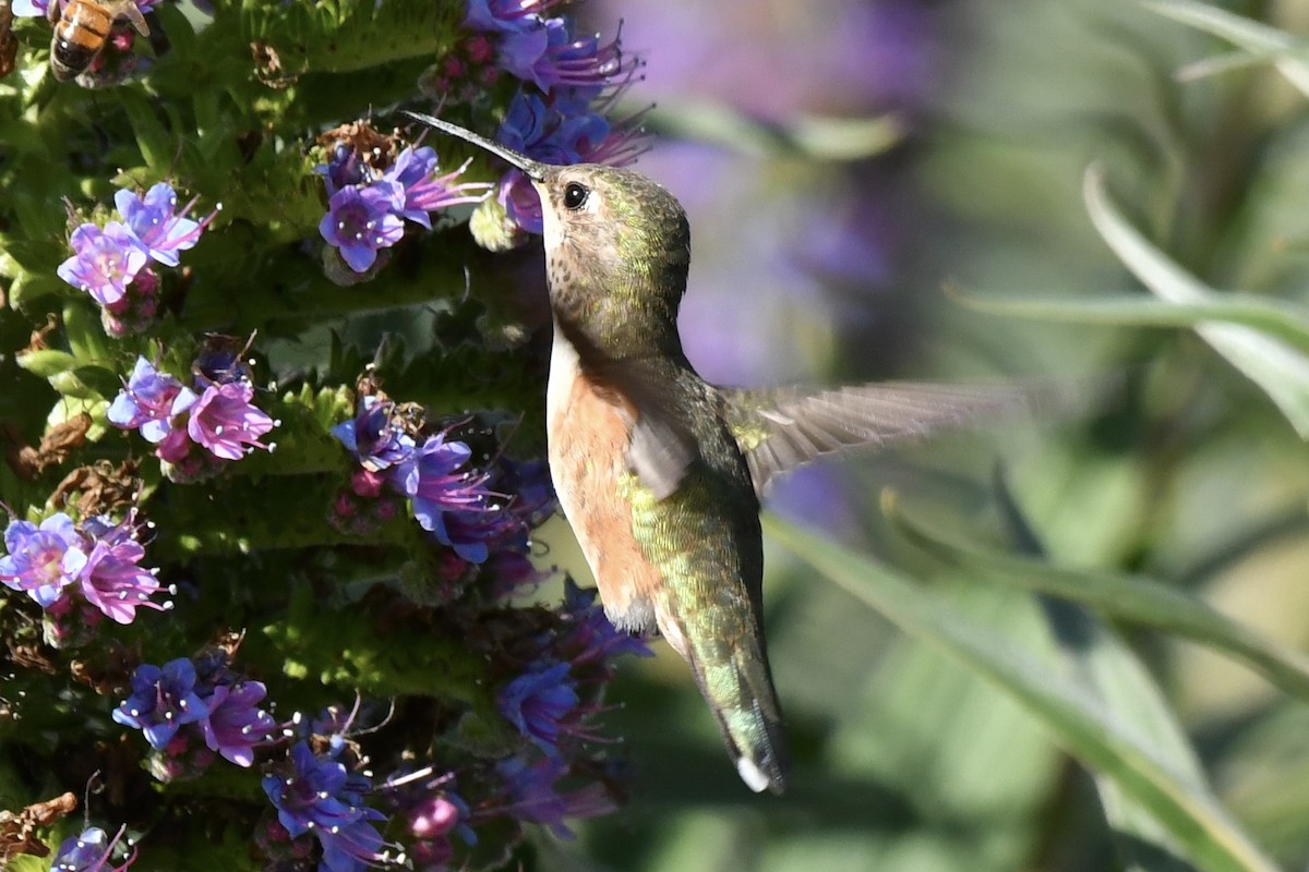Rufous Hummingbird - Sue Palmer