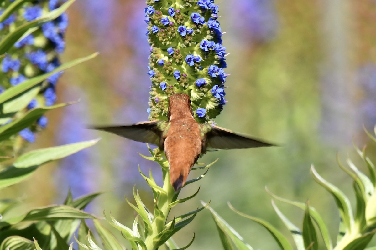 Rufous Hummingbird - Sue Palmer